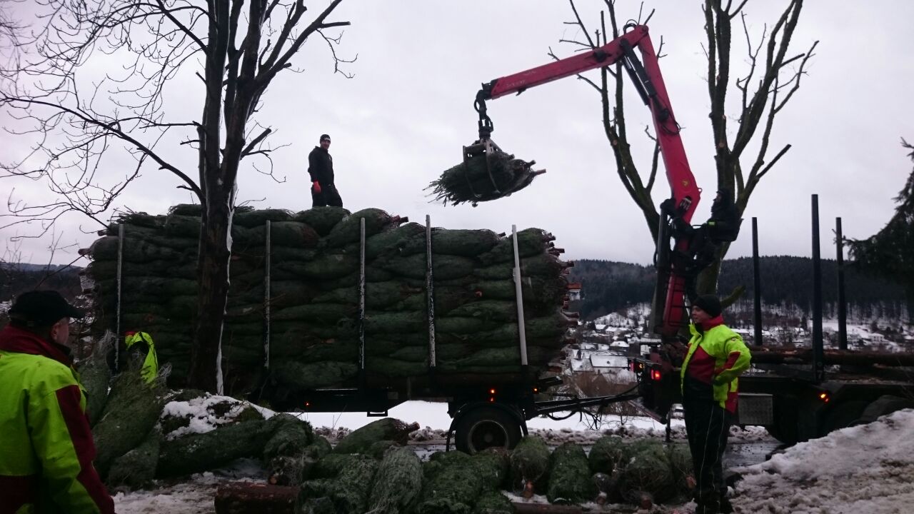 Großhandel Transport von Weihnachtsbäumen